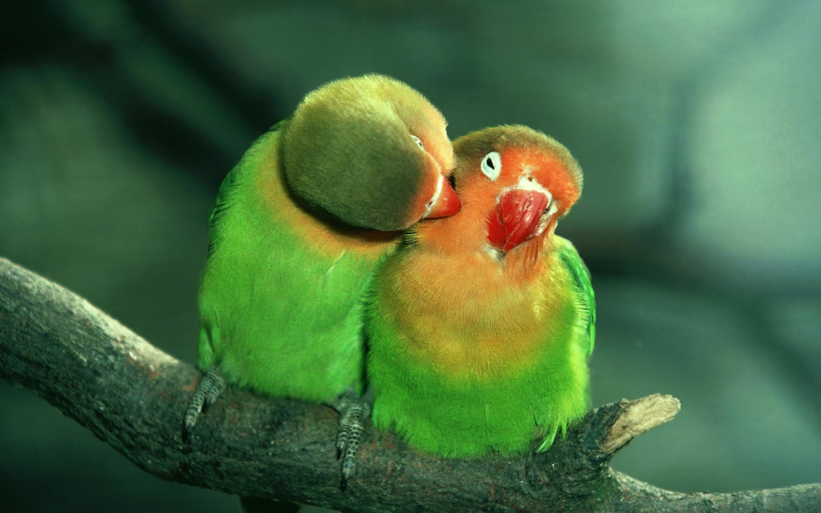 love bird